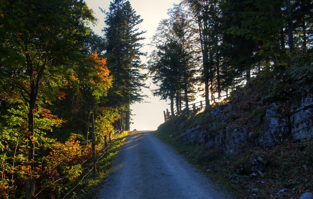Photo wallpaper road, autumn, rays, trees, Nature, road, trees, autumn