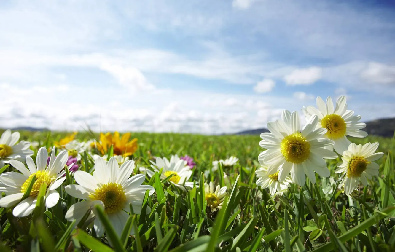 Photo wallpaper field, the sky, the sun, rays, light, flowers, nature, chamomile