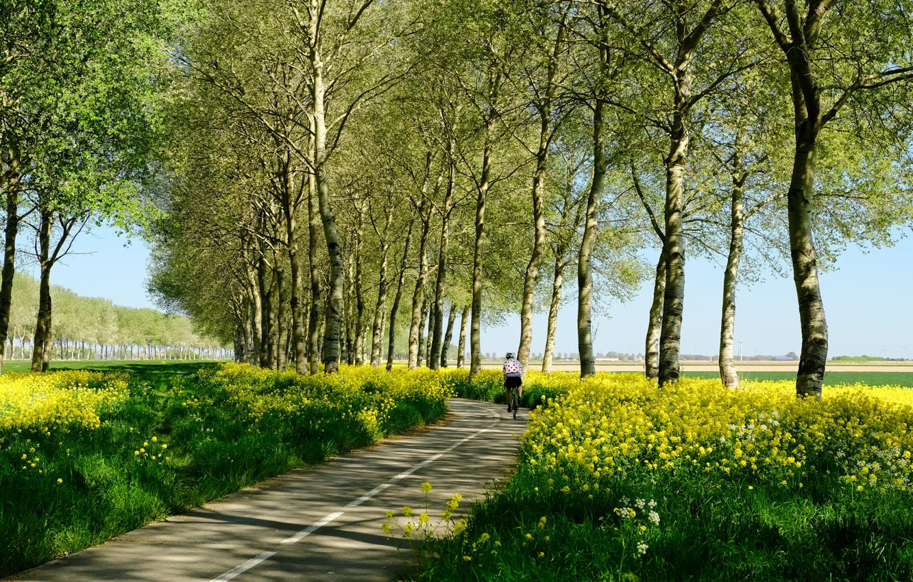 Photo wallpaper the sky, flowers, yellow, Park, cyclist, rape, rapeseed field