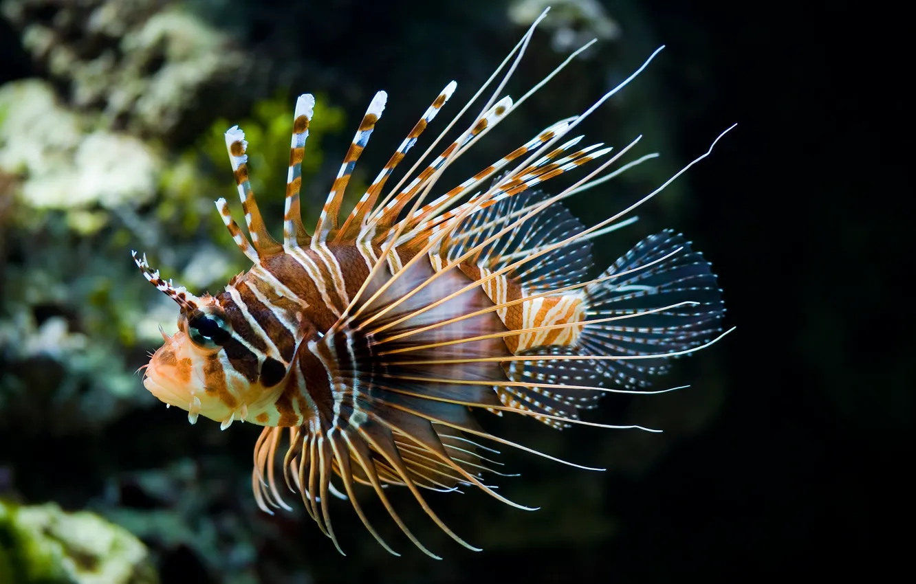 Photo wallpaper fish, Pterois volitans, Lionfish