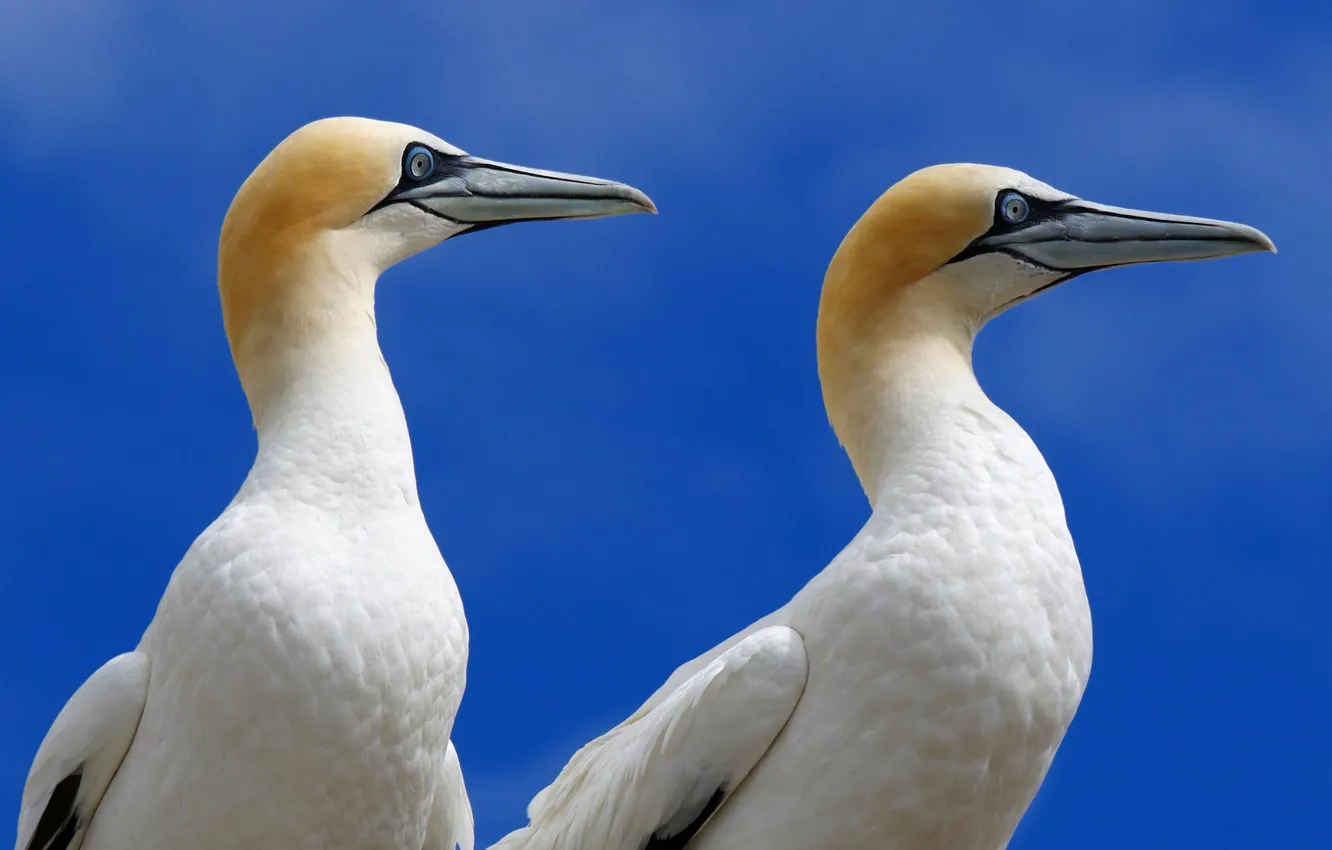 Photo wallpaper birds, nature, The Northern Gannet