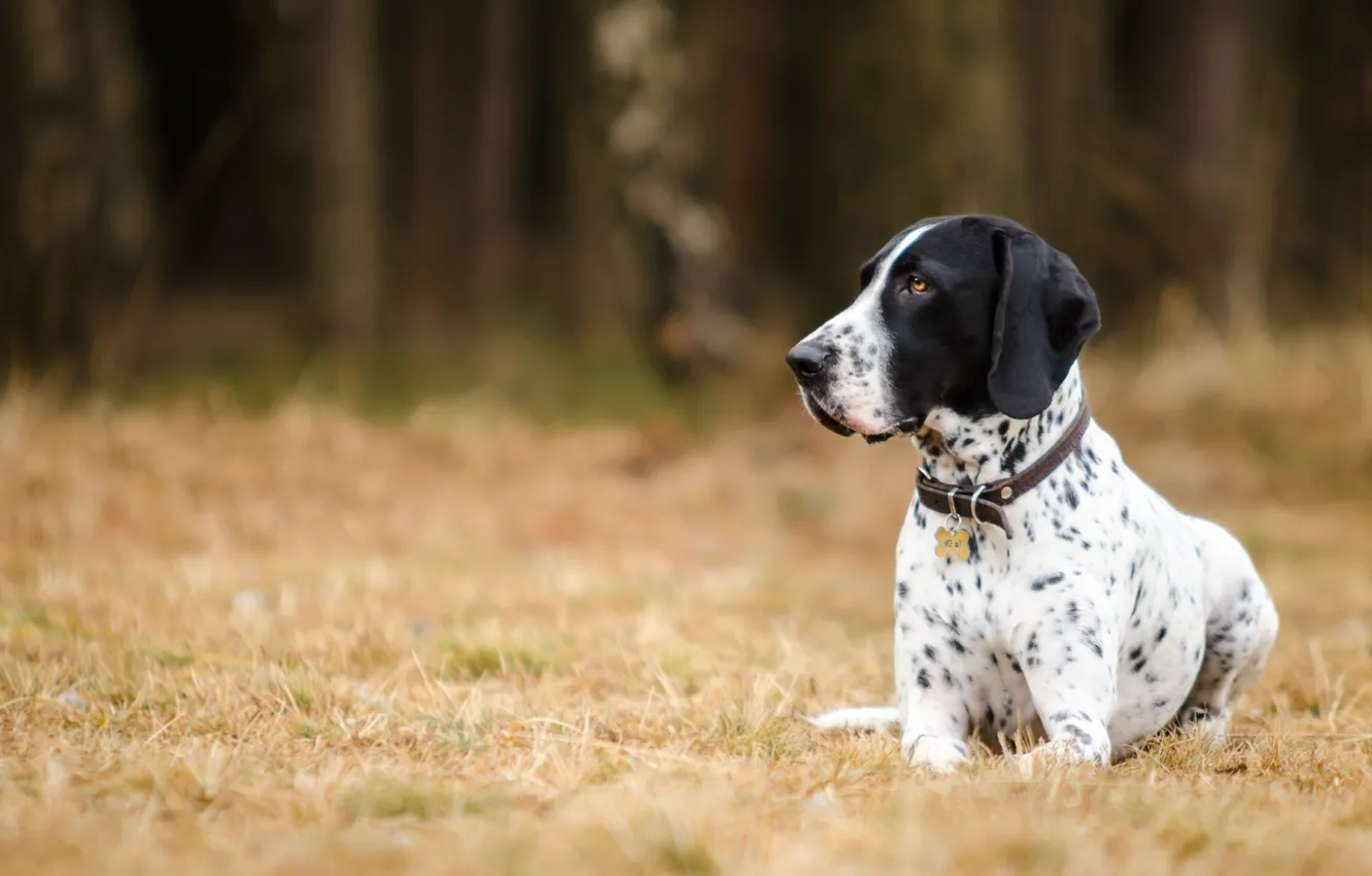 Photo wallpaper stay, dog, pointer