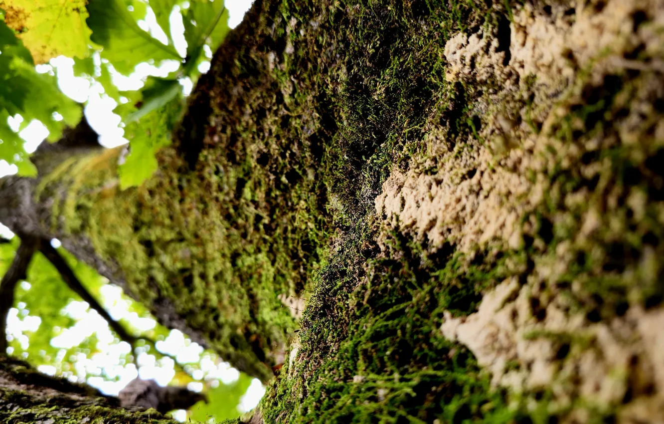 Photo wallpaper moss, oak, the trunk of the tree