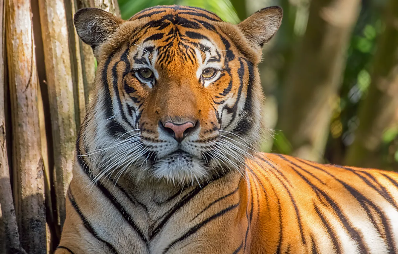 Photo wallpaper look, tiger, portrait, predator, big cat, Zoo Palm Beach - South Florida