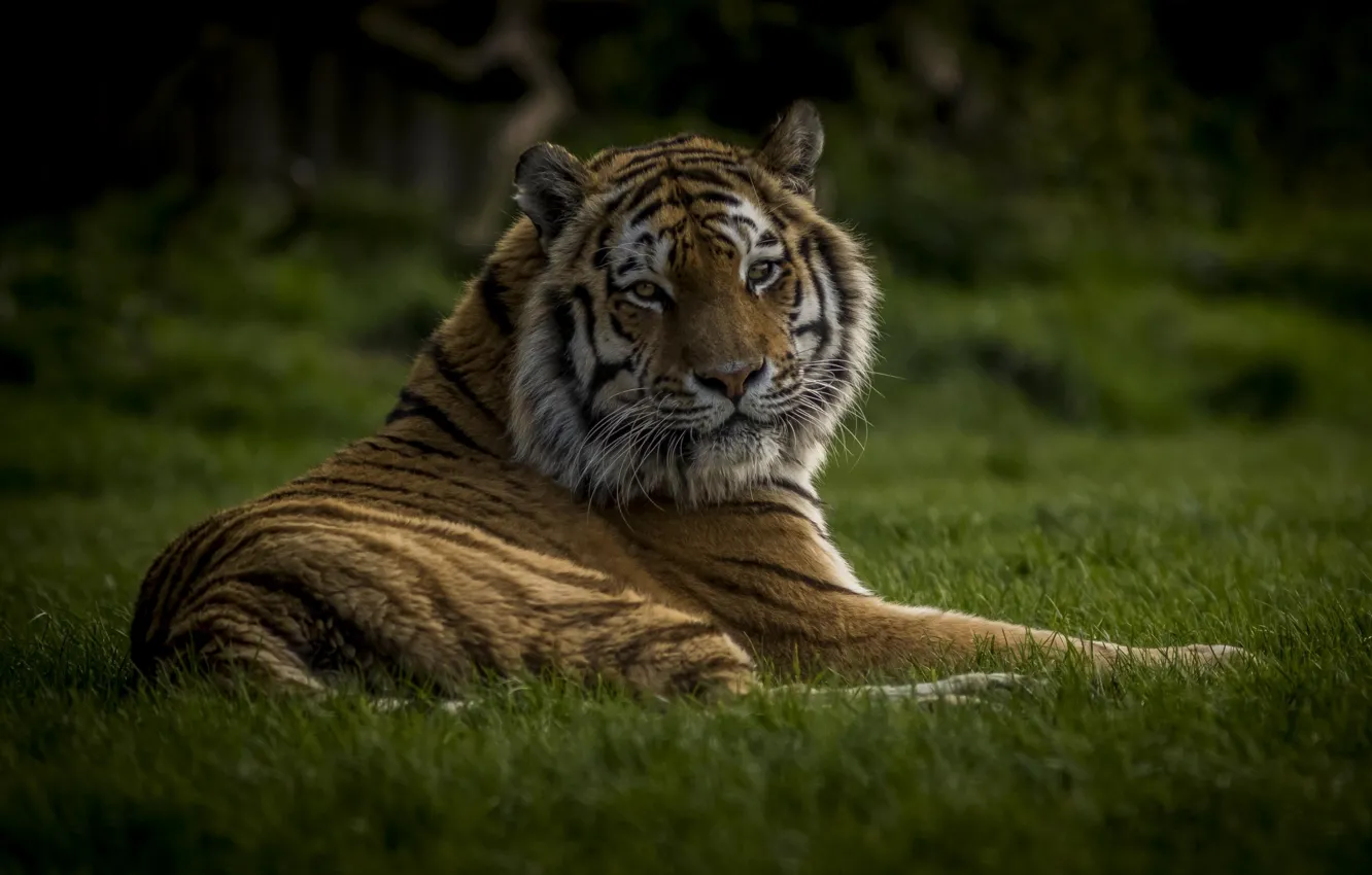Photo wallpaper grass, tiger, power