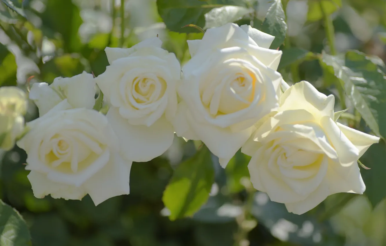 Photo wallpaper leaves, macro, light, flowers, roses, white, rose Bush
