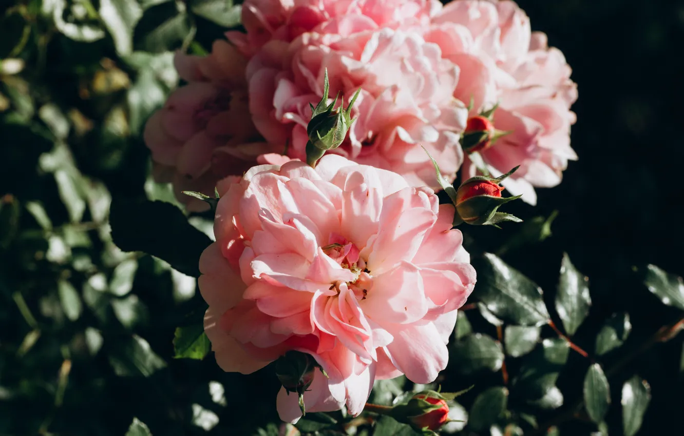 Photo wallpaper leaves, light, flowers, branches, the dark background, roses, pink, buds
