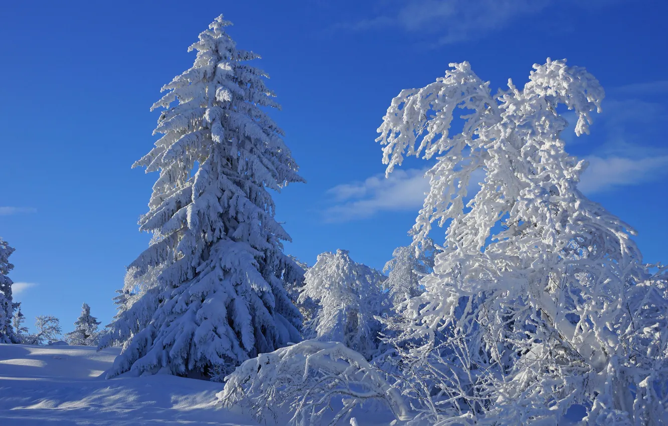 Photo wallpaper winter, frost, forest, the sky, clouds, light, snow, trees