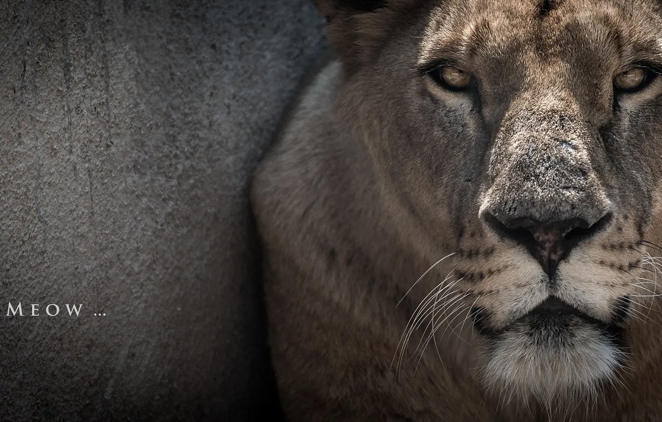 Photo wallpaper cat, macro, Leo