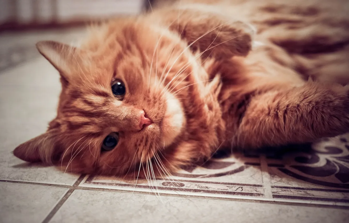 Photo wallpaper eyes, cat, mustache, wool, red