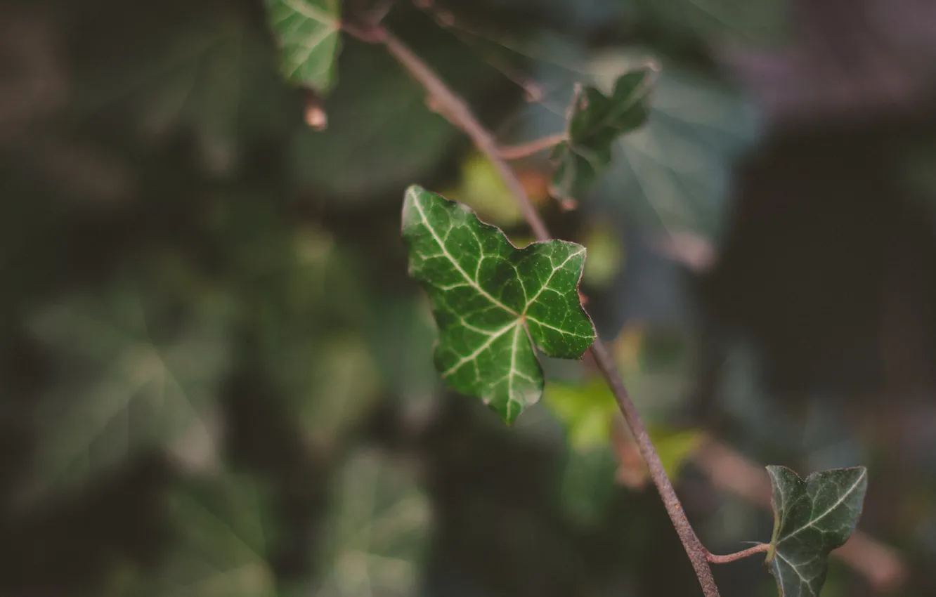 Photo wallpaper sheet, green, sprig, leaf, plant, branch