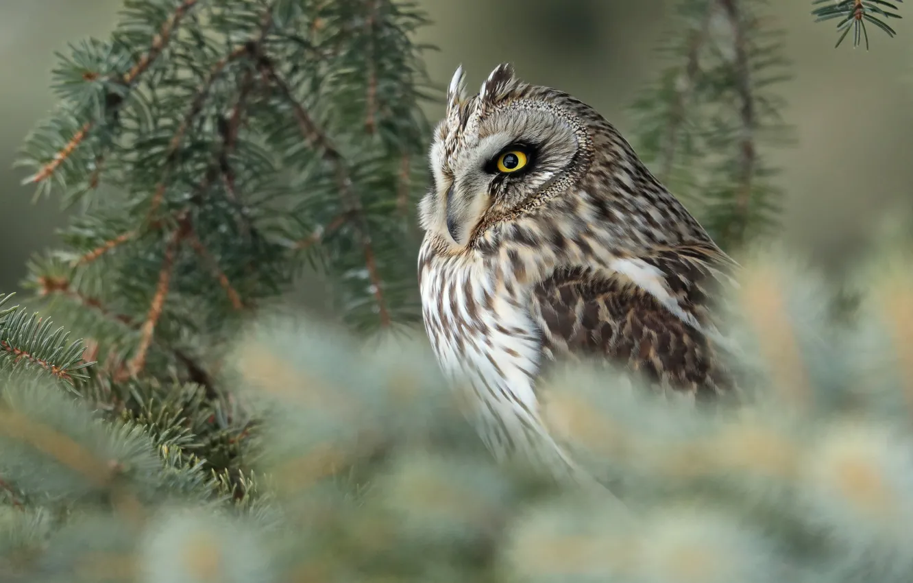 Photo wallpaper branches, owl, bird, blur, Short-eared owl
