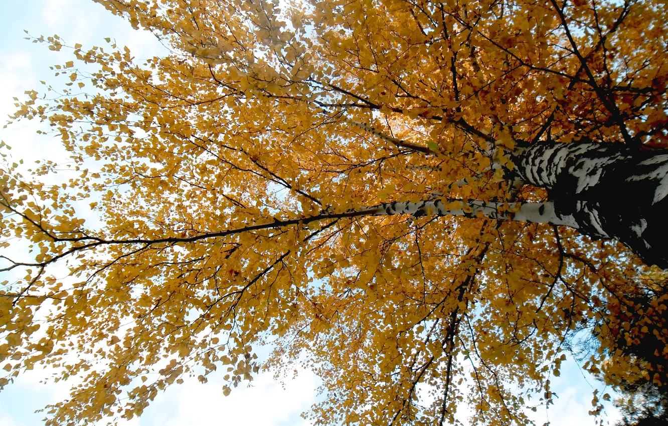 Photo wallpaper autumn, leaves, trees, branches, birch