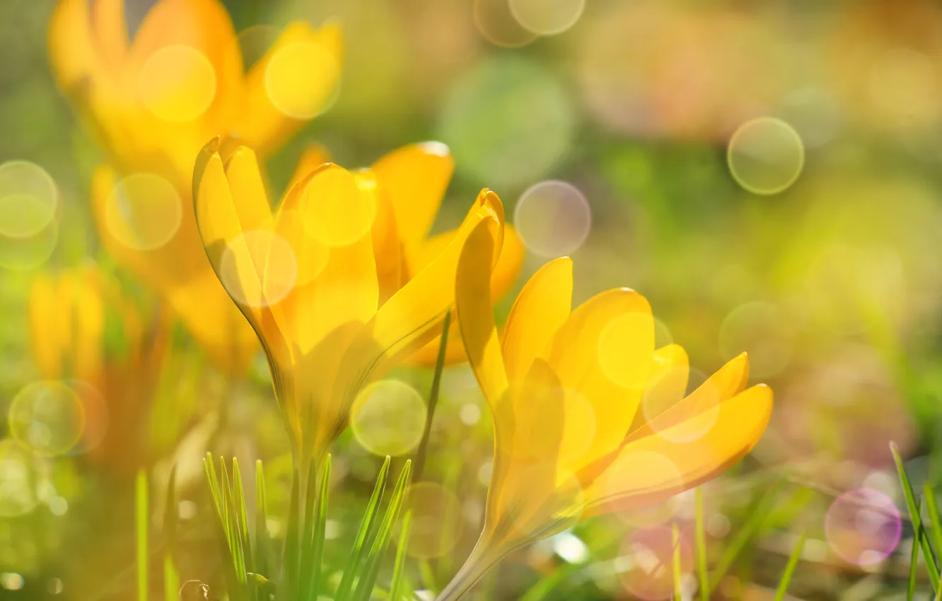 Photo wallpaper flower, Crocus, blooming