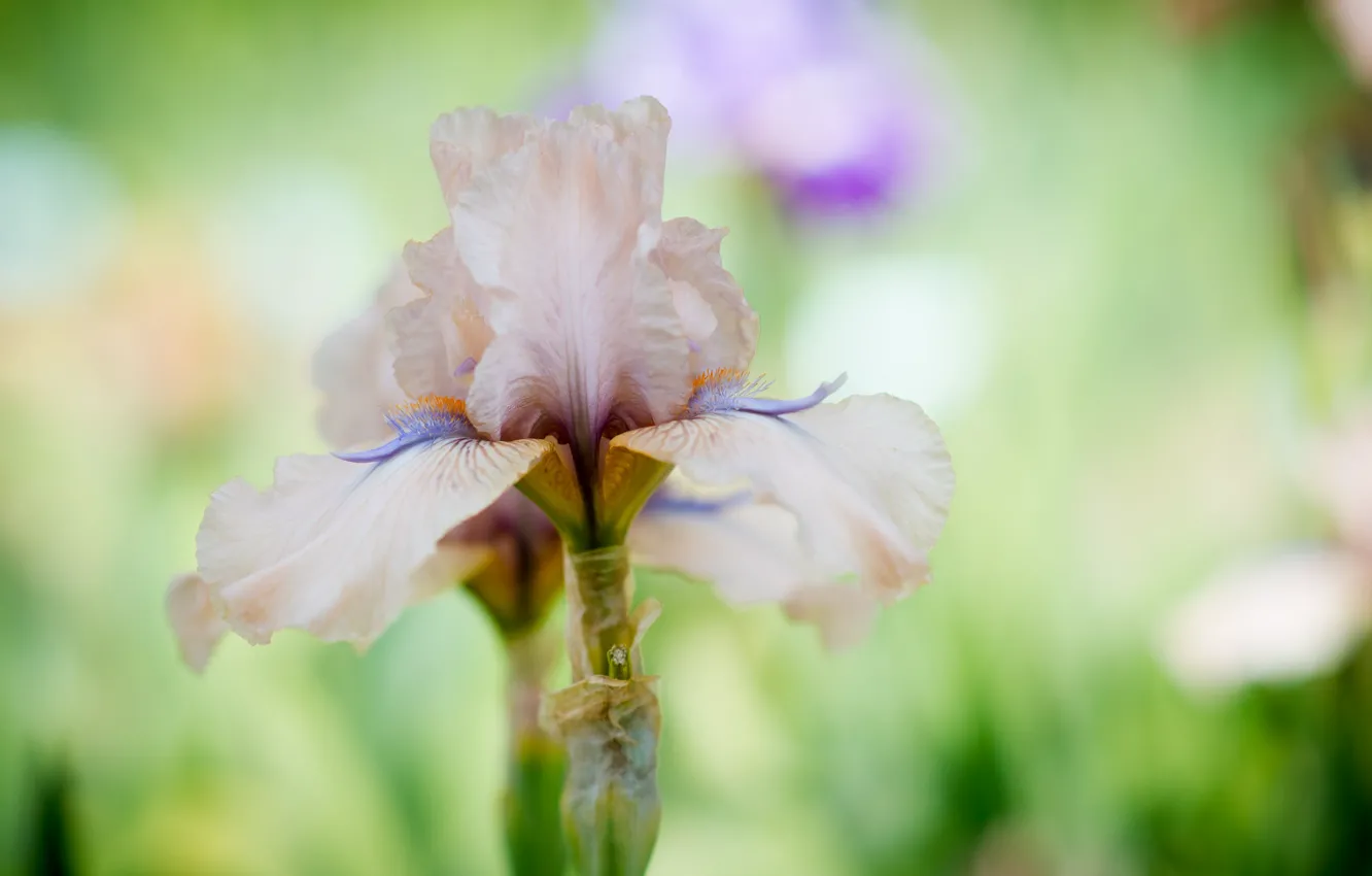 Photo wallpaper macro, tenderness, iris