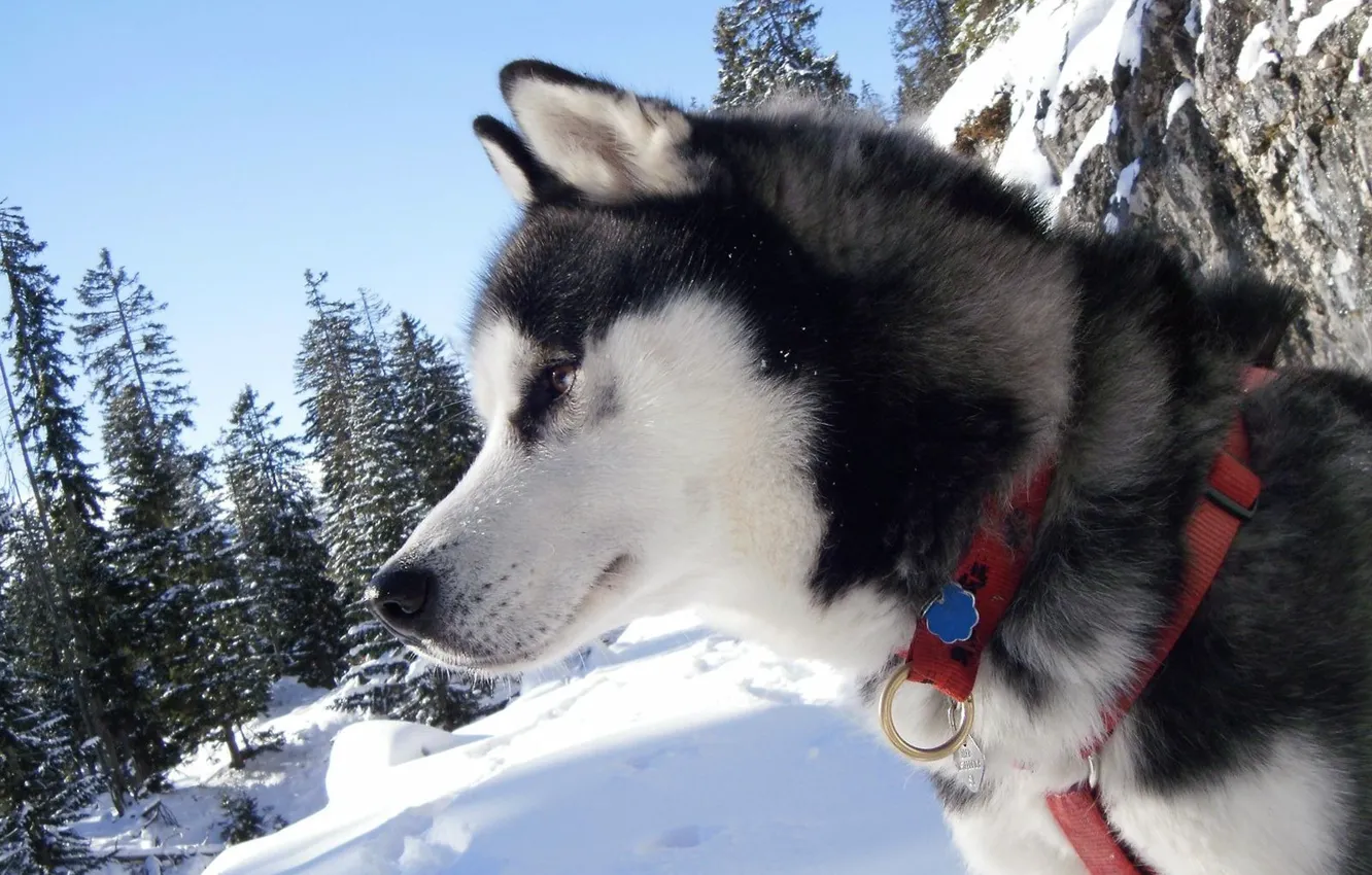 Photo wallpaper snow, collar, Laika