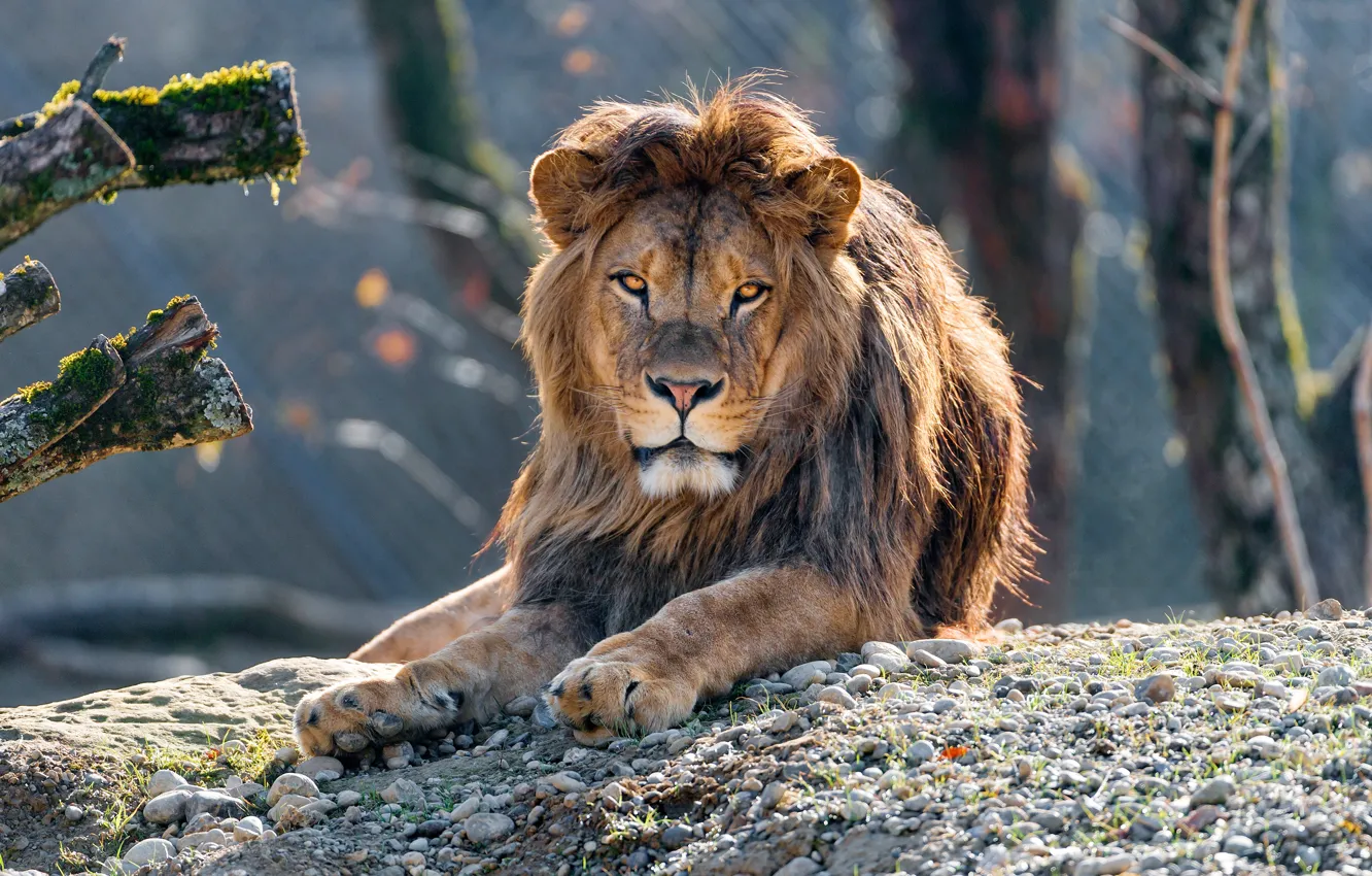 Photo wallpaper eyes, look, face, light, trees, branches, nature, pose