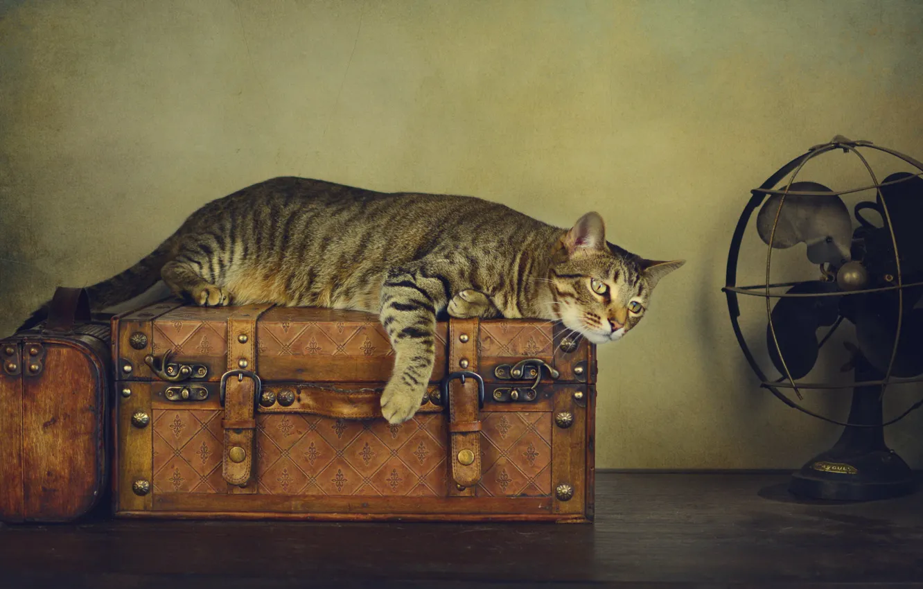 Photo wallpaper cat, cat, style, retro, table, grey, treatment, fan