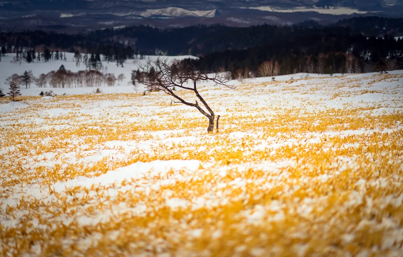 Photo wallpaper field, autumn, snow, tree