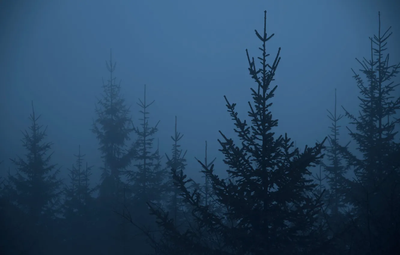 Photo wallpaper forest, trees, nature, twilight