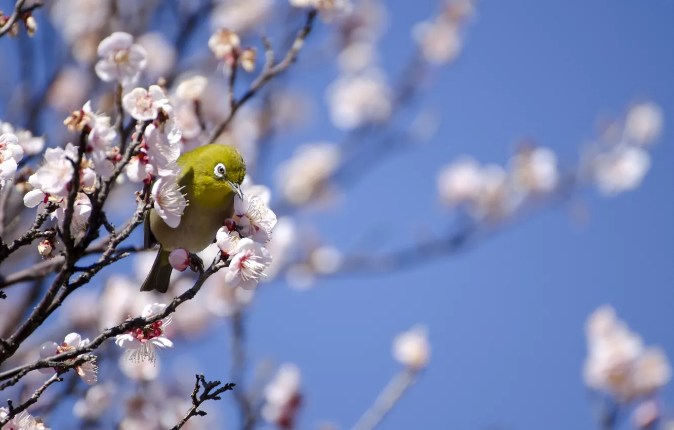 Photo wallpaper tree, bird, spring