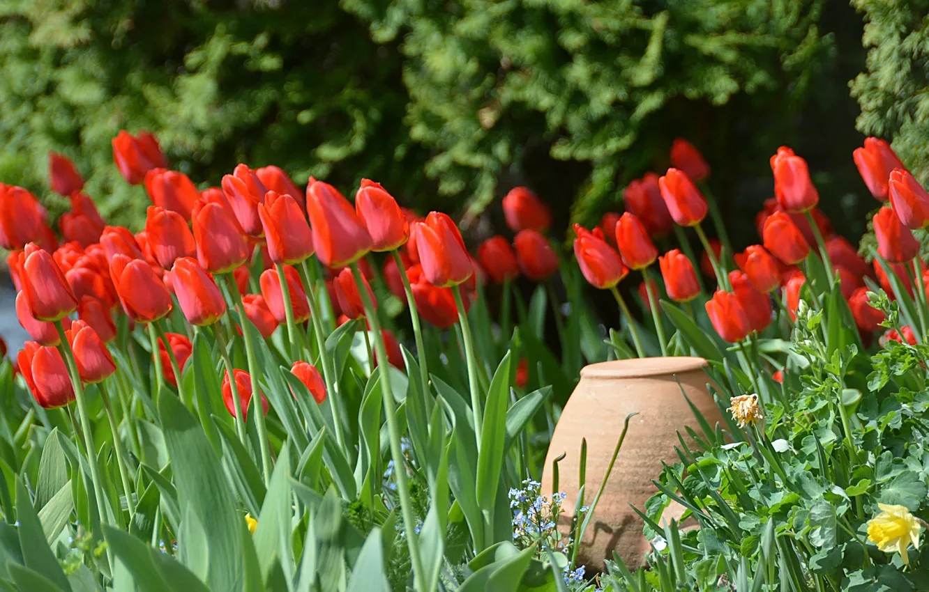 Photo wallpaper Spring, Tulips, Spring, Pitcher, Red tulips