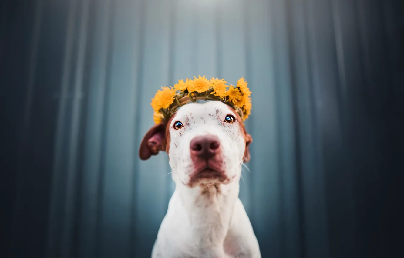 Photo wallpaper background, each, dog