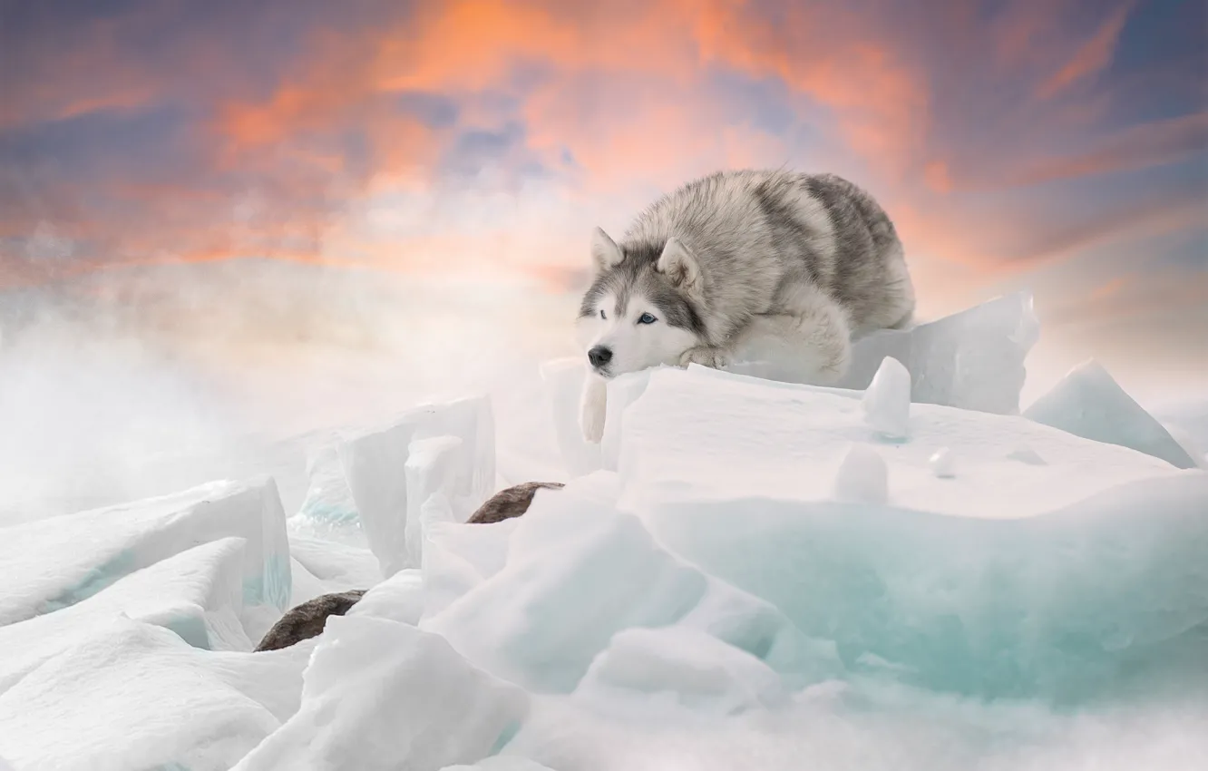 Photo wallpaper winter, dog, ice, Husky, Svetlana Pisareva