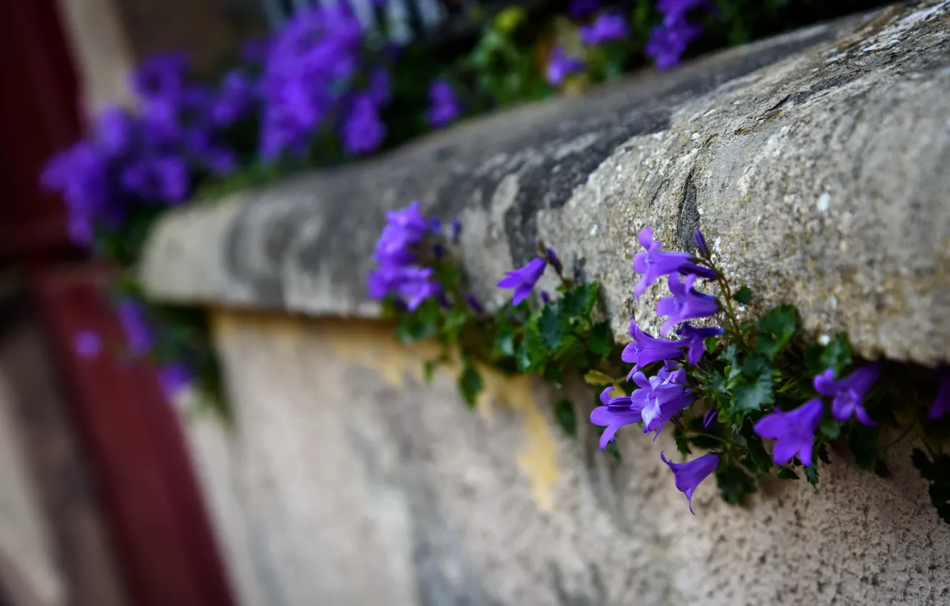 Photo wallpaper flowers, the city, street