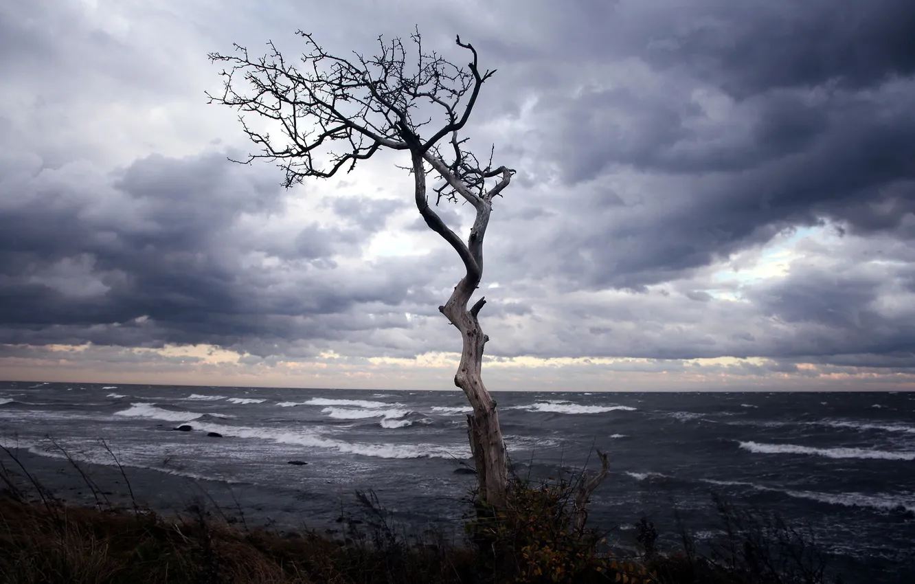 Photo wallpaper sea, trees, landscape, night