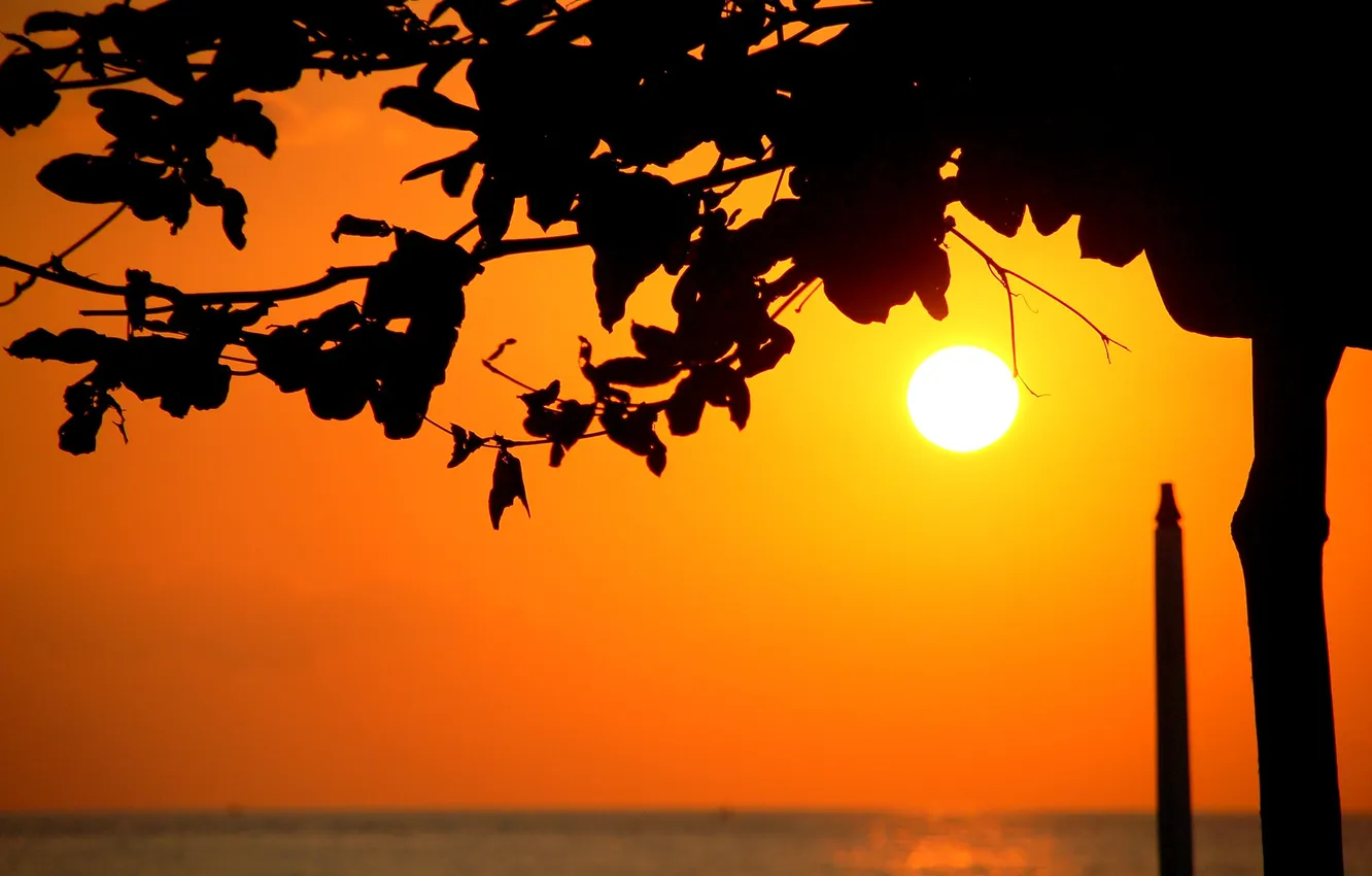 Photo wallpaper sea, the sky, the sun, trees, sunset, silhouette