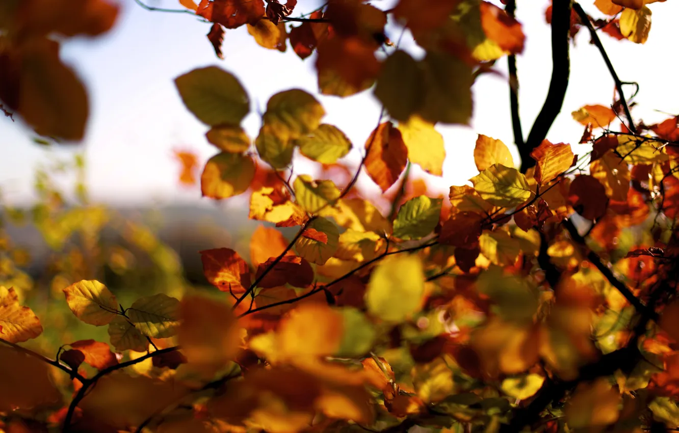 Photo wallpaper autumn, leaves, branches, branch
