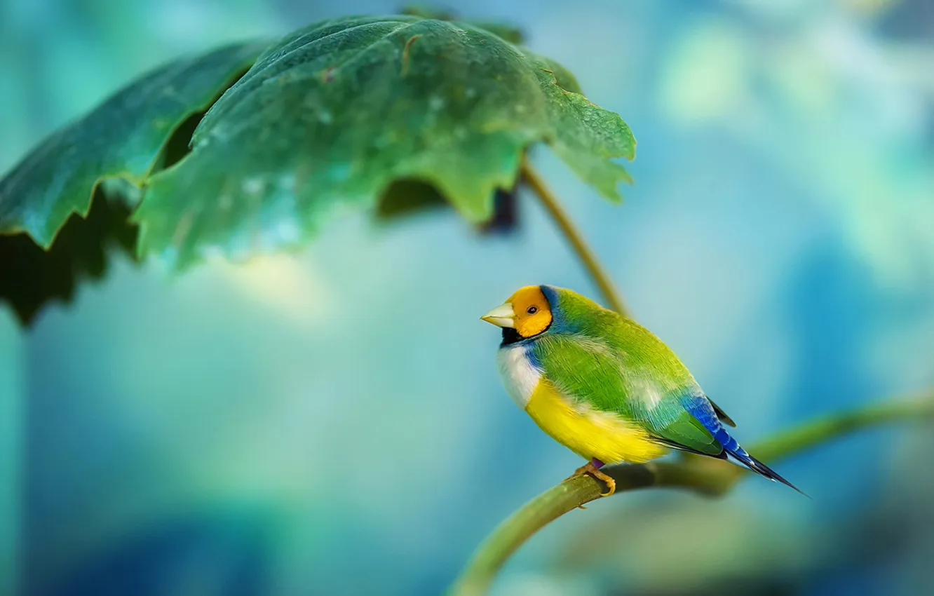 Photo wallpaper leaves, branches, bird, finches