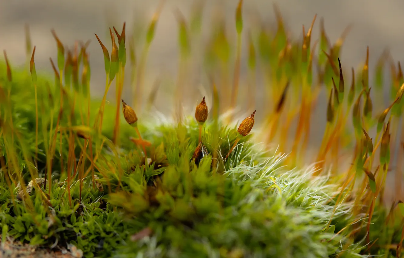 Photo wallpaper plant, moss, blur