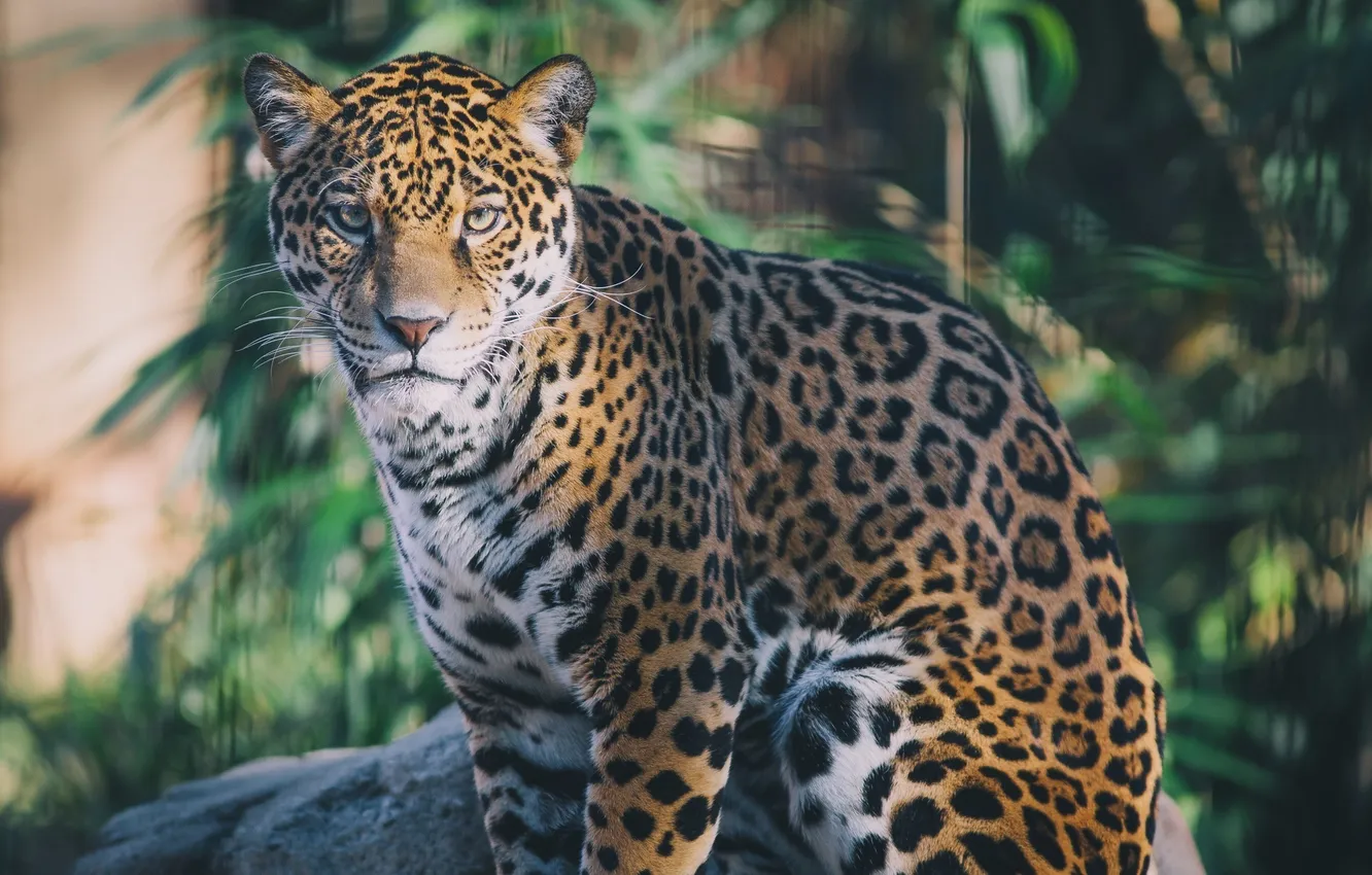 Photo wallpaper face, predator, Jaguar, sitting, wild cat
