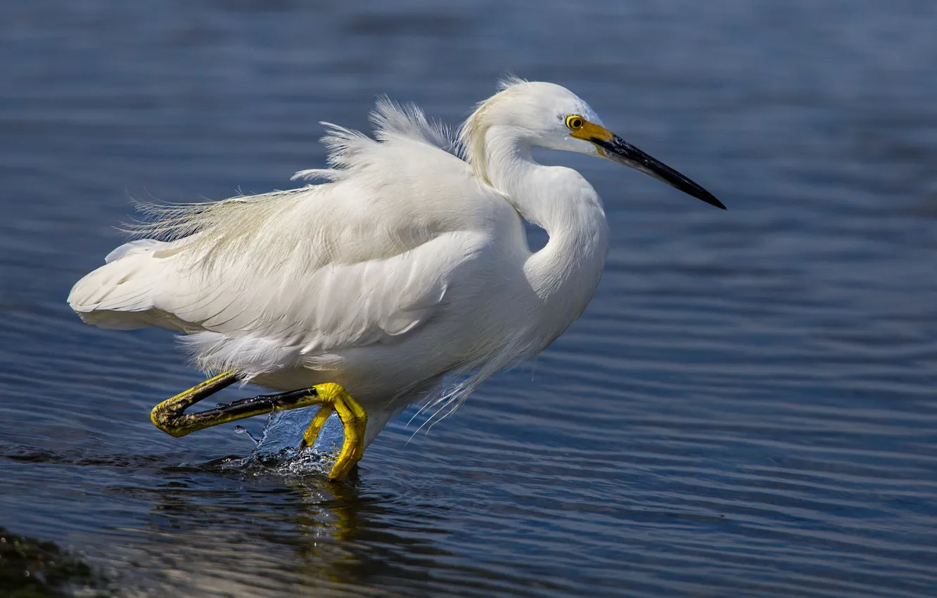 Photo wallpaper beak, feathers, water, white American egret, bird