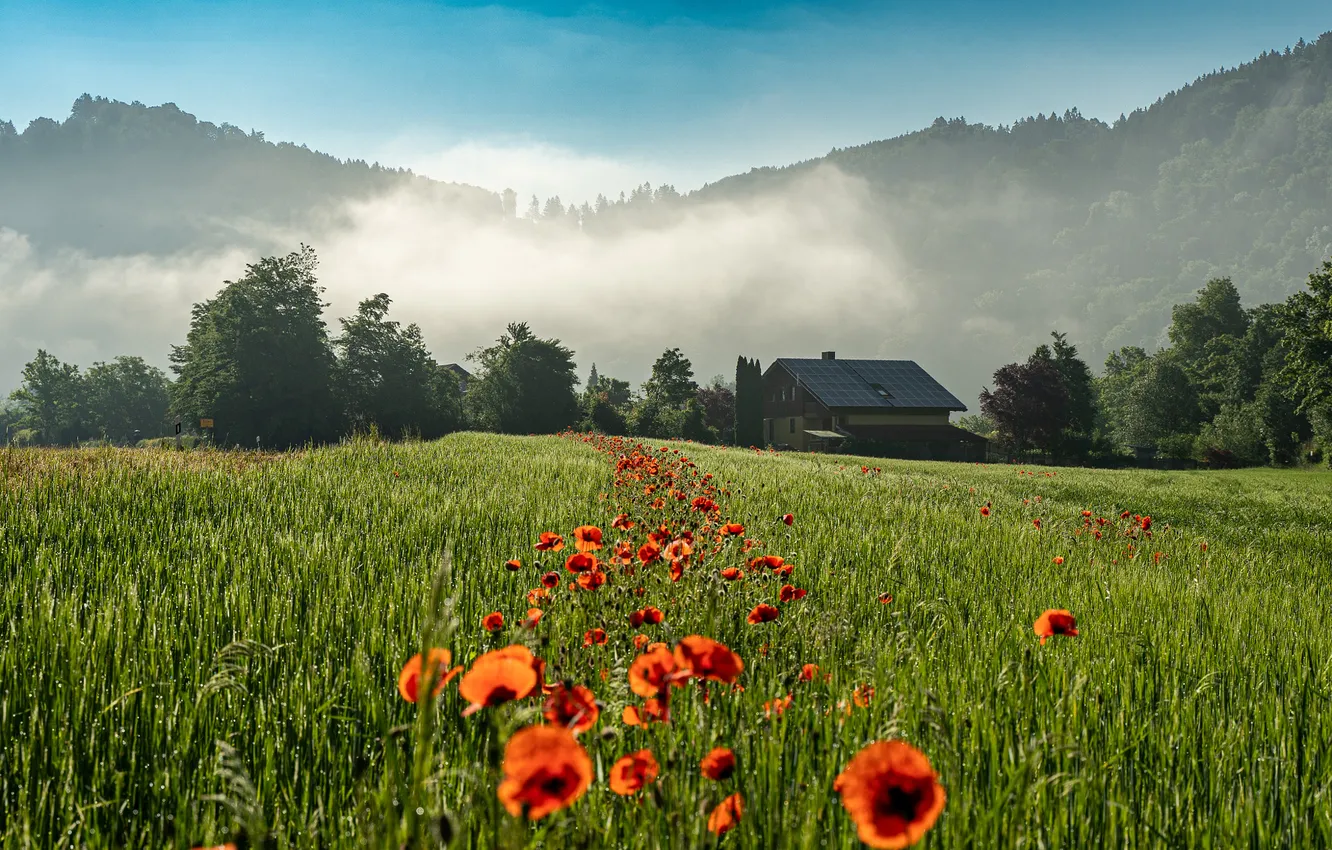 Photo wallpaper field, forest, summer, flowers, mountains, fog, blue, Maki