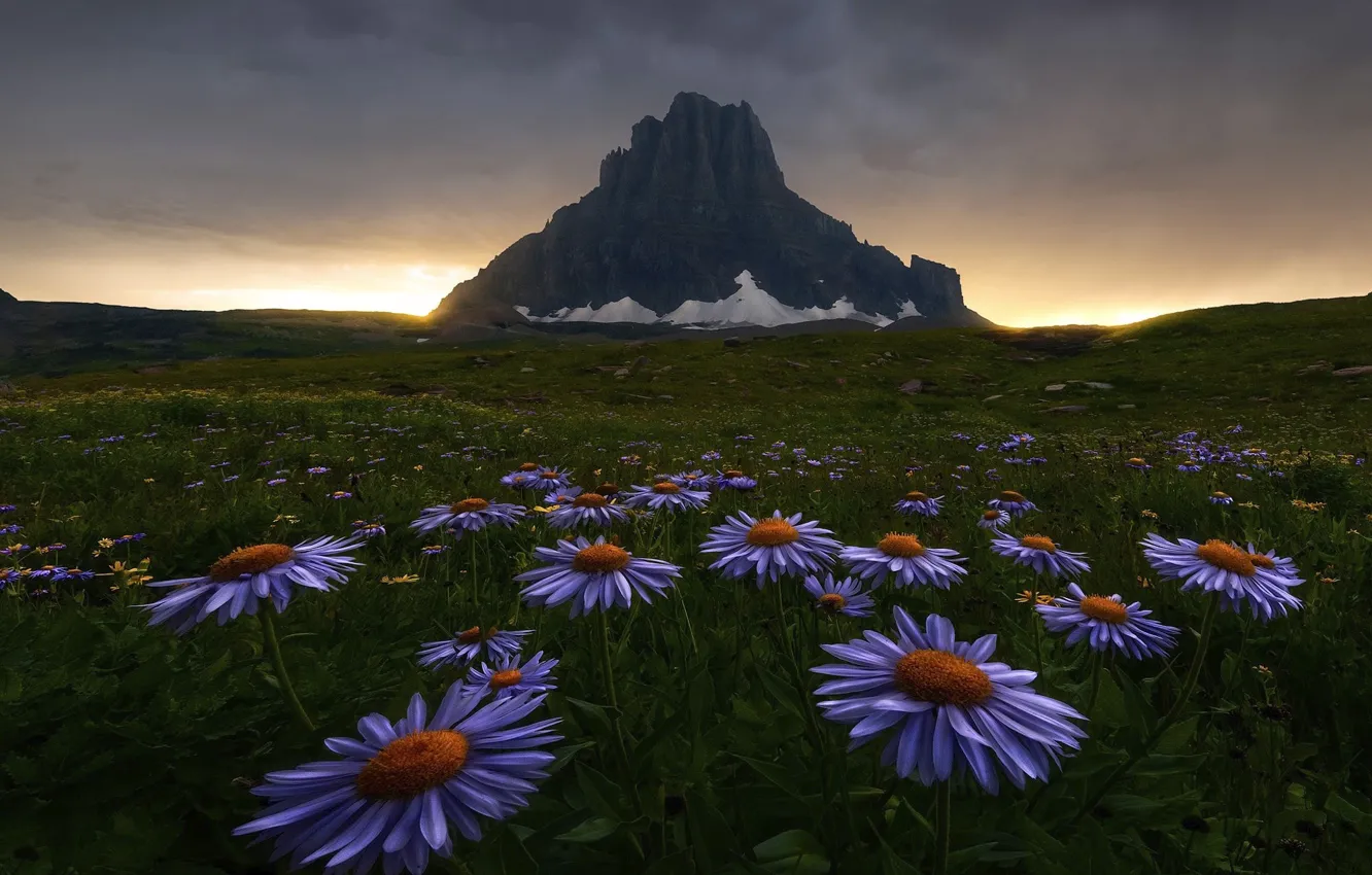 Photo wallpaper field, flowers, mountains, meadow