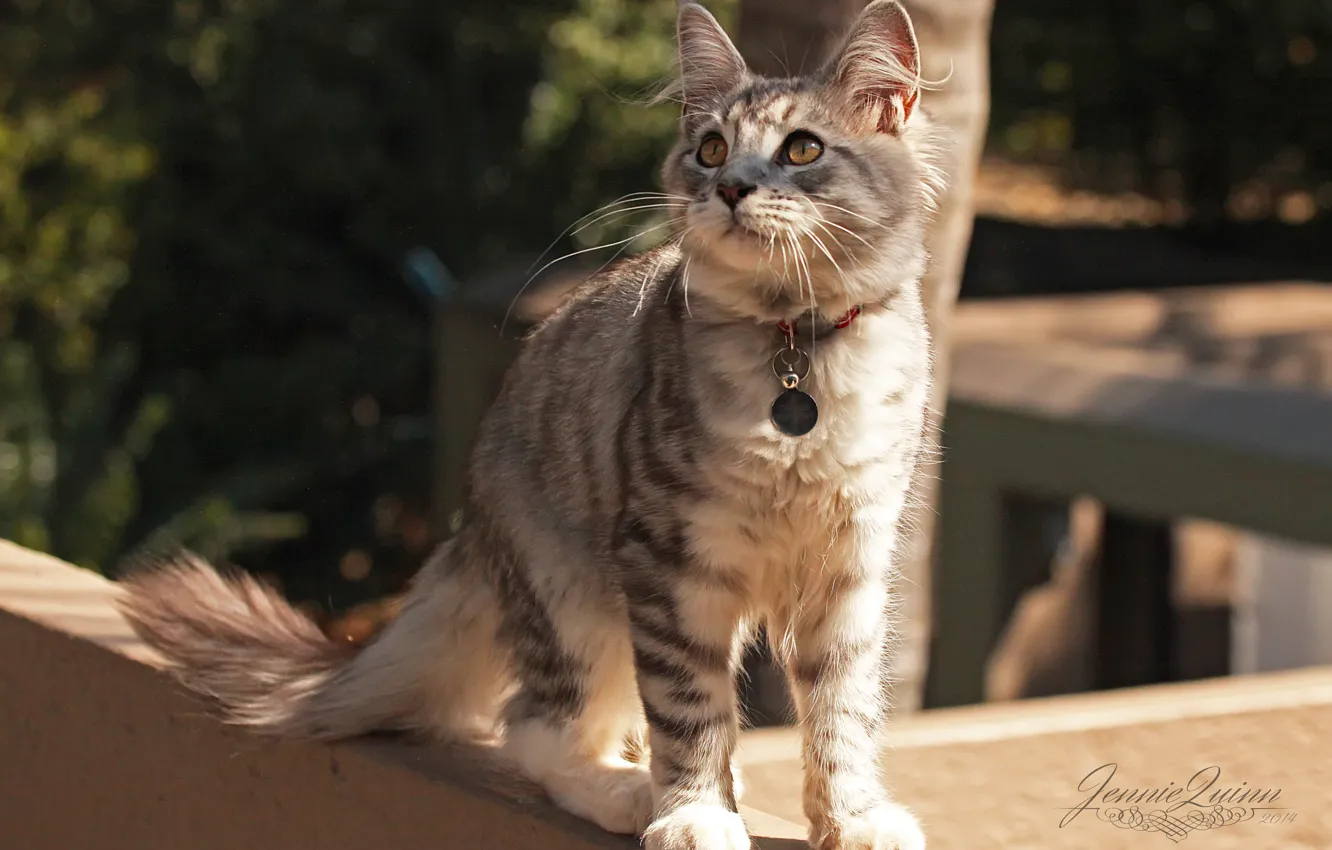 Photo wallpaper cat, street, collar, attention