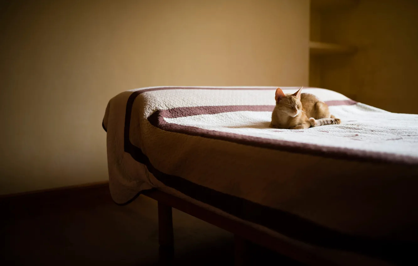 Photo wallpaper cat, light, room, wall, stay, bed, interior, minimalism