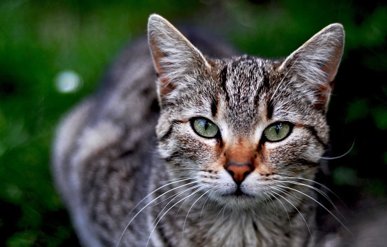 Photo wallpaper cat, look, Shorthair