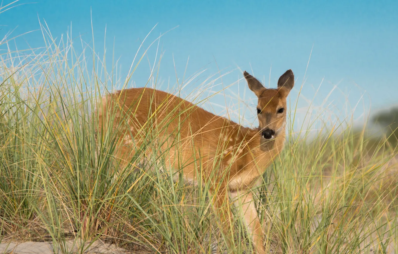Photo wallpaper grass, nature, DOE