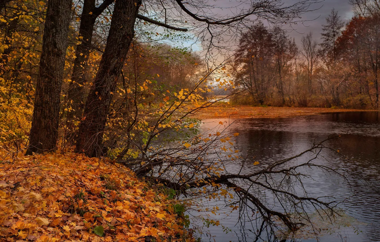 Photo wallpaper autumn, forest, leaves, trees, yellow, river, overcast