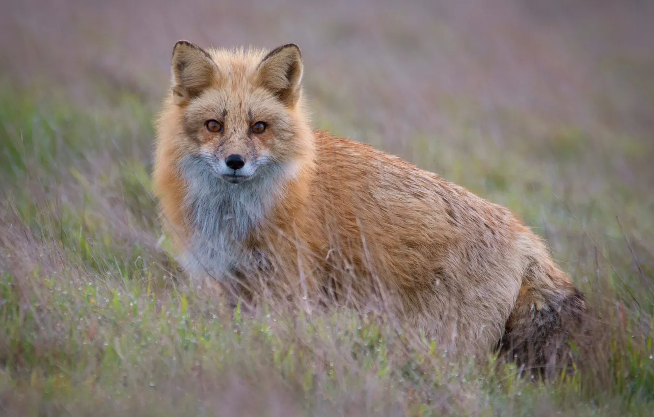 Photo wallpaper grass, look, Fox, red, bokeh