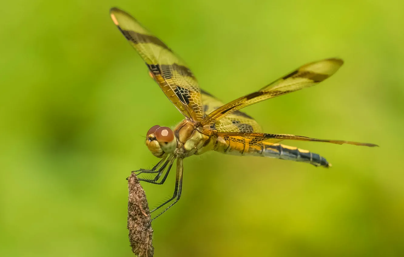 Photo wallpaper nature, wings, dragonfly, insect