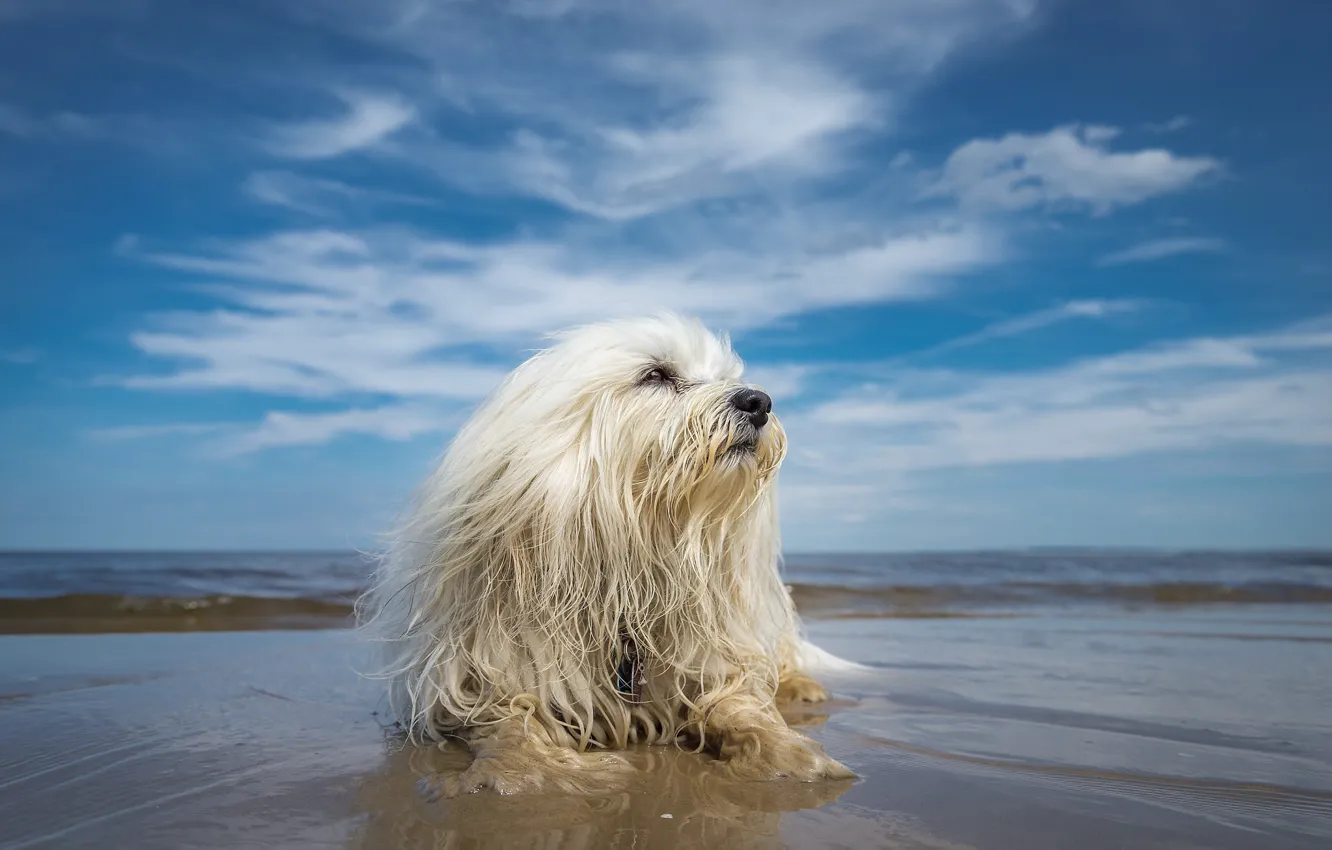 Photo wallpaper beach, the sky, dog