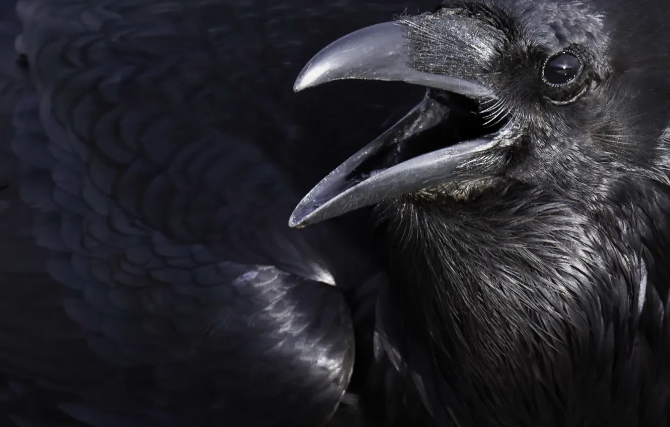 Photo wallpaper macro, bird, crows