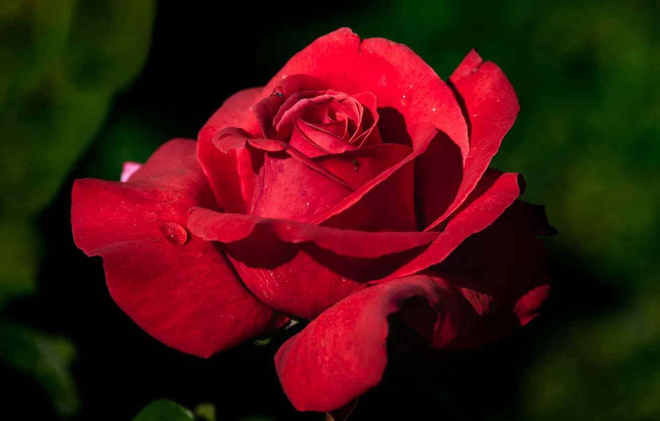 Photo wallpaper drops, macro, red, green, background, bright, dark, roses