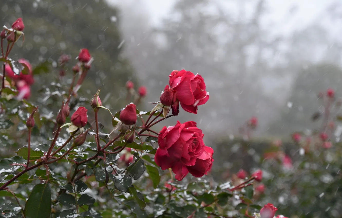 Photo wallpaper snow, Bush, roses
