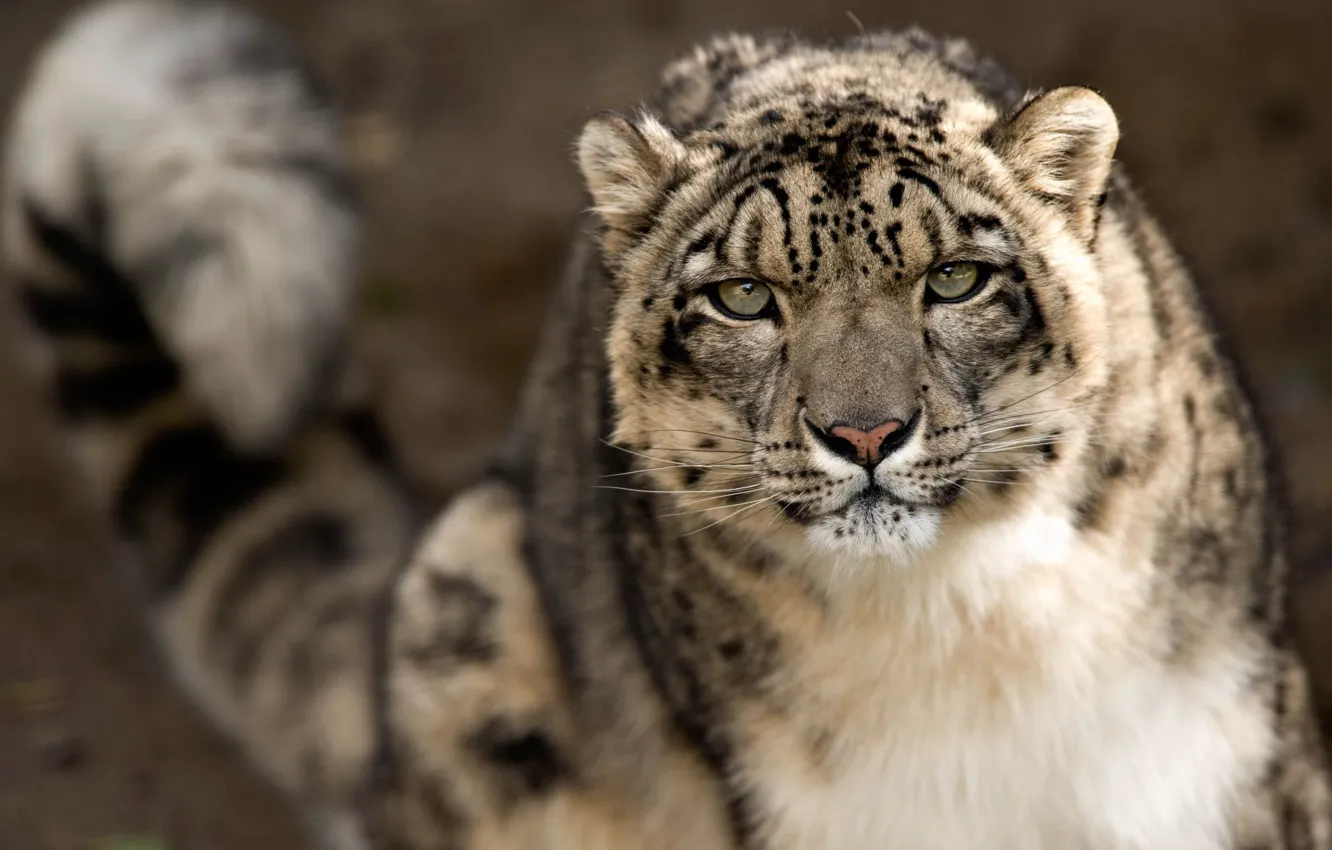 Photo wallpaper look, face, predator, IRBIS, snow leopard, snow leopard